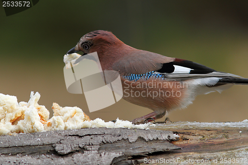 Image of european jay attracted with bread