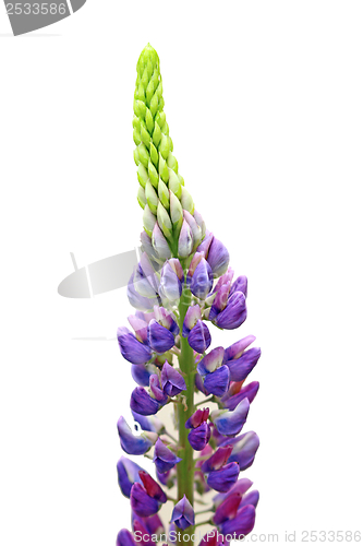 Image of large-leaved lupine flower