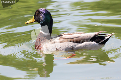 Image of male mallard duck swimming on lake