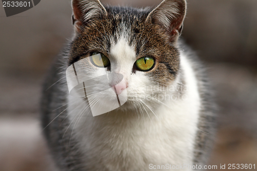 Image of domestic cat portrait