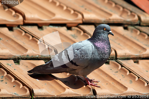 Image of male pigeon on roof tiles