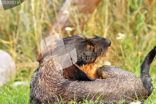 Image of teckel breed scratching