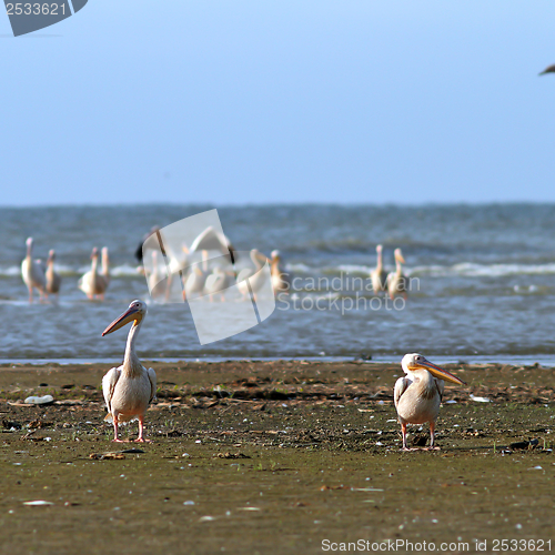 Image of two pelicans on the beach