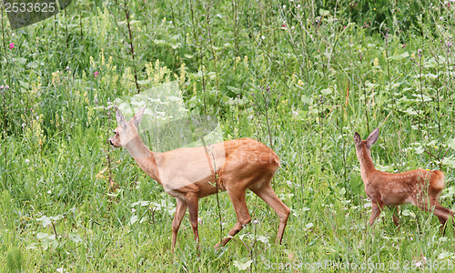 Image of capreolus doe and calf