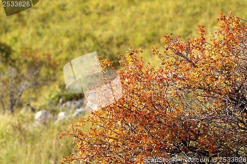 Image of faded hawthorn in autumn