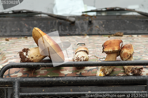 Image of porcini from the forest on truck bonnet