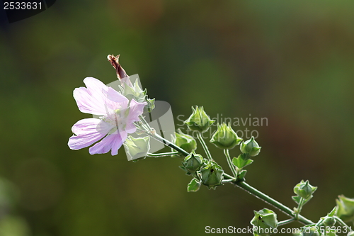 Image of wild violet malva sylvestris