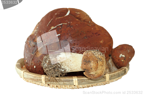 Image of porcini mushrooms on wood basket