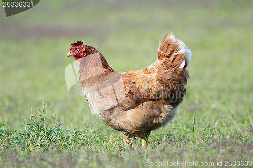 Image of hen in the garden