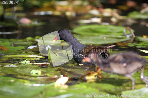 Image of female common moorhen