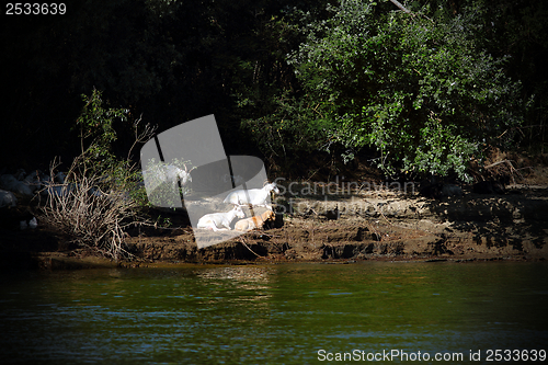 Image of goats hiding at the shade