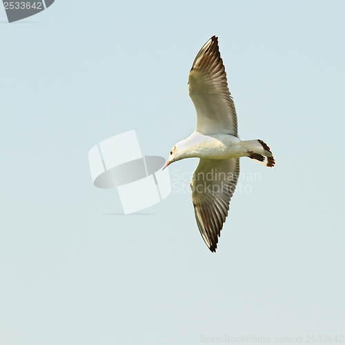 Image of larus ridibundus flying against he sky