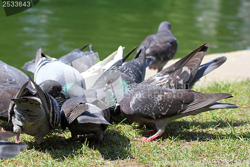 Image of pigeons fighting for food