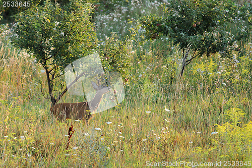 Image of roe deer stealing apples from an orchard