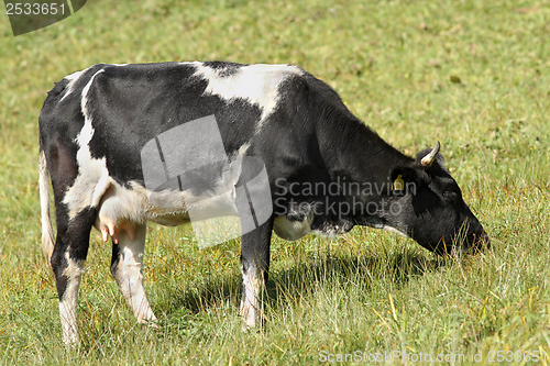 Image of holstein cow grazing on meadow