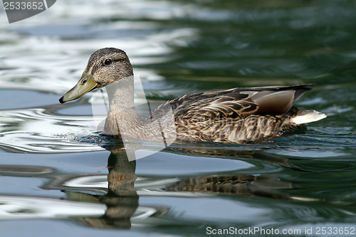 Image of female mallard duck on water
