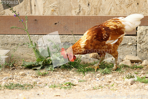 Image of young rooster searching food