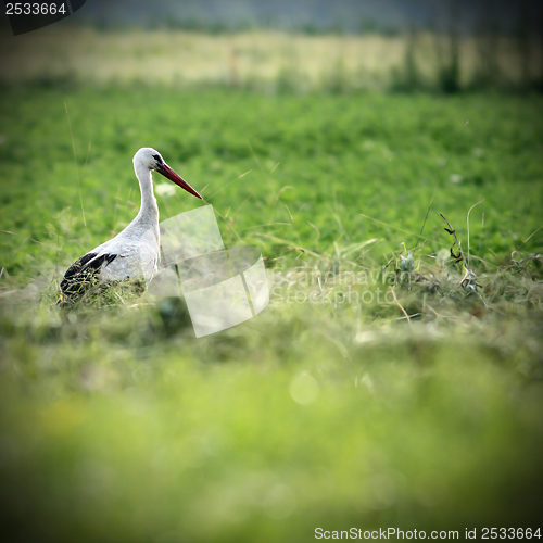 Image of white stork in green field