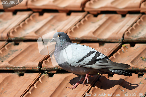 Image of pigeon walking on roof tiles