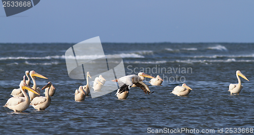 Image of great pelicans standing in shallow water