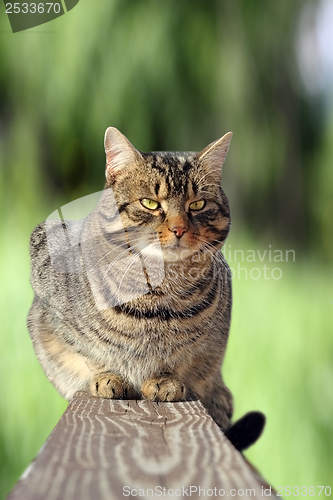 Image of cat on the fence over green background