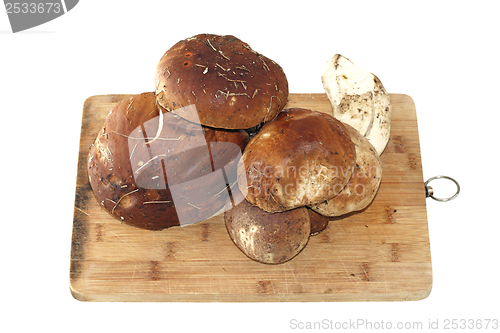 Image of fungi porcini on old wood