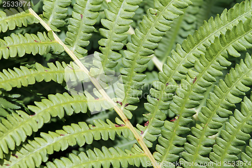 Image of green bracken textured foliage
