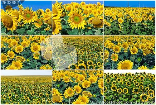 Image of Sunflowers