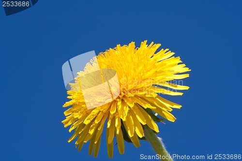 Image of Dandelion