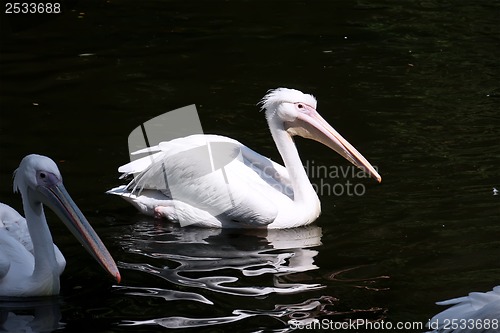 Image of Pelican