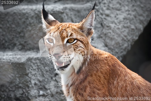 Image of Lynx