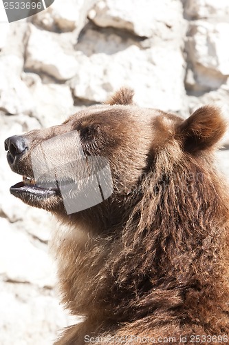 Image of Bear