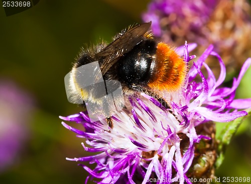 Image of Bumblebee