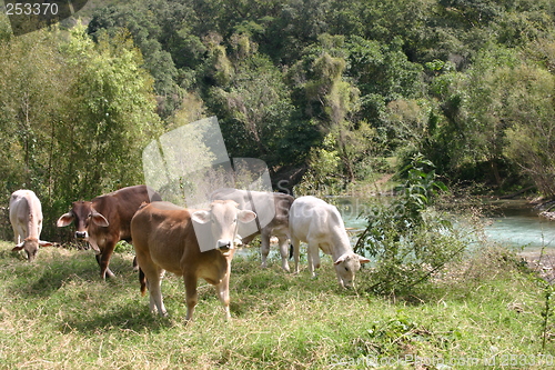 Image of Cows by a river in Mexico