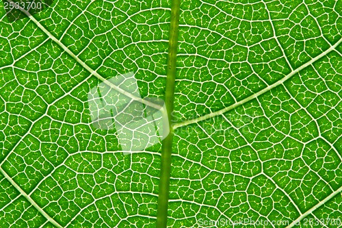 Image of Green leaf