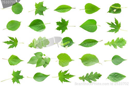 Image of Green leaves