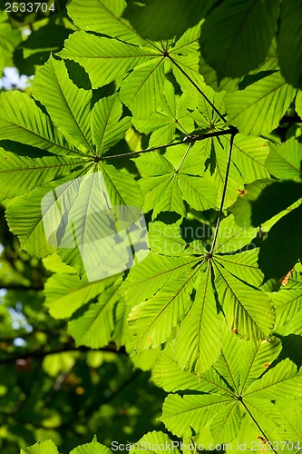 Image of Leaves background