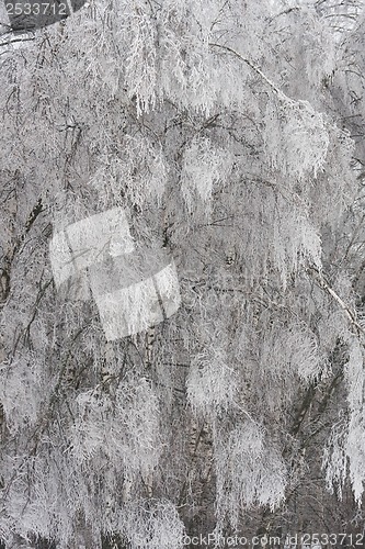 Image of Winter forest