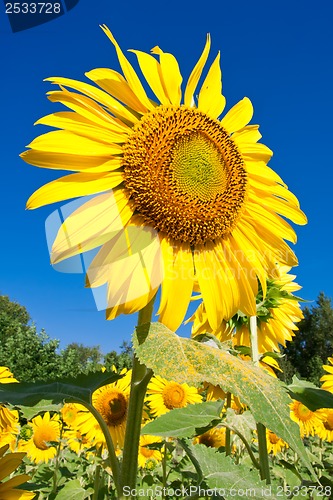 Image of Sunflower