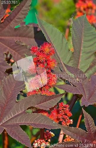 Image of flowerses