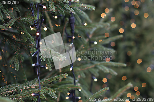 Image of Christmas Trees