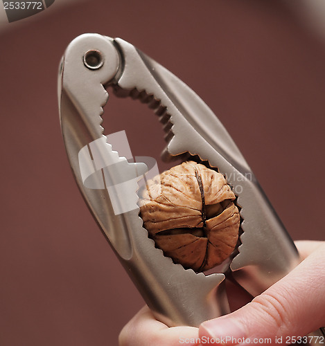 Image of Cracking the Nut 