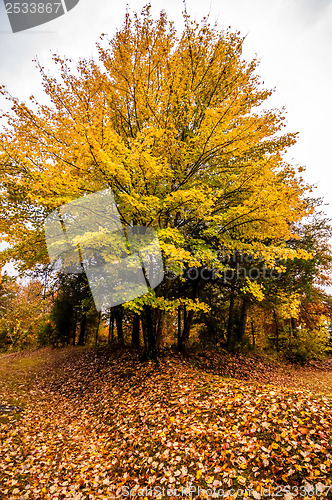 Image of yellow autumn tree