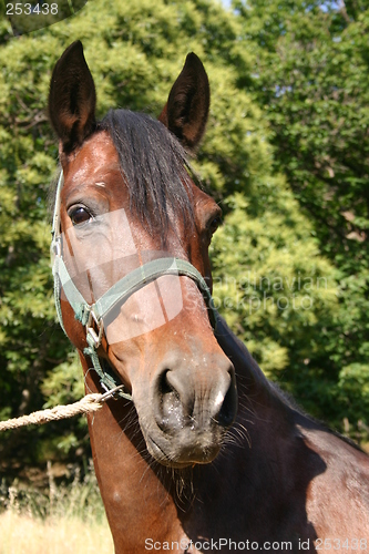 Image of Brown horse