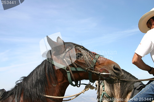 Image of Horse against blue sky