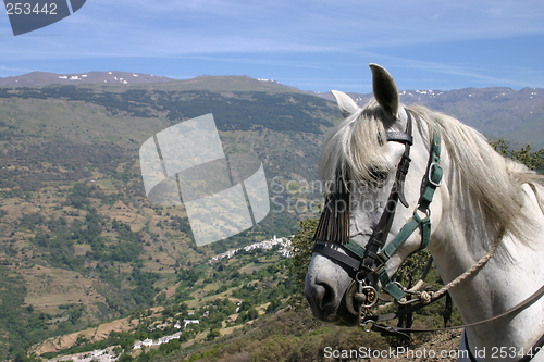 Image of White horse in the Spanish Sierra Nevada mountains with white villages