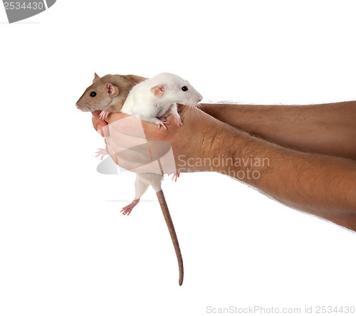Image of White and brown rats in hands
