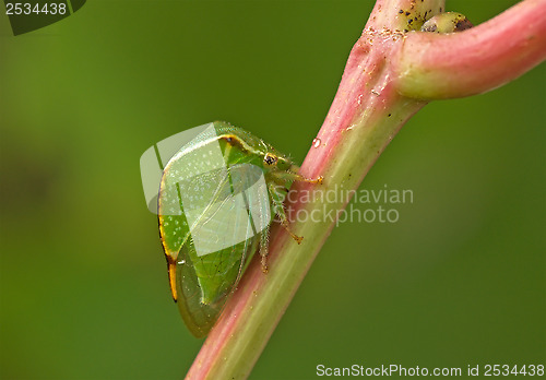Image of Green beetle.