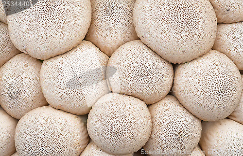 Image of Mushroom Background.