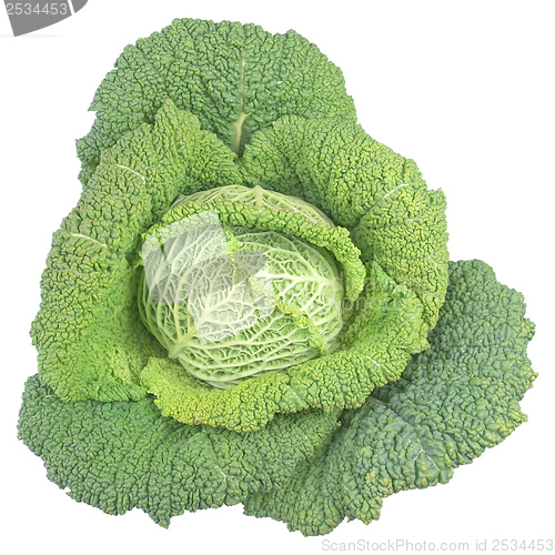 Image of Green cabbage isolated